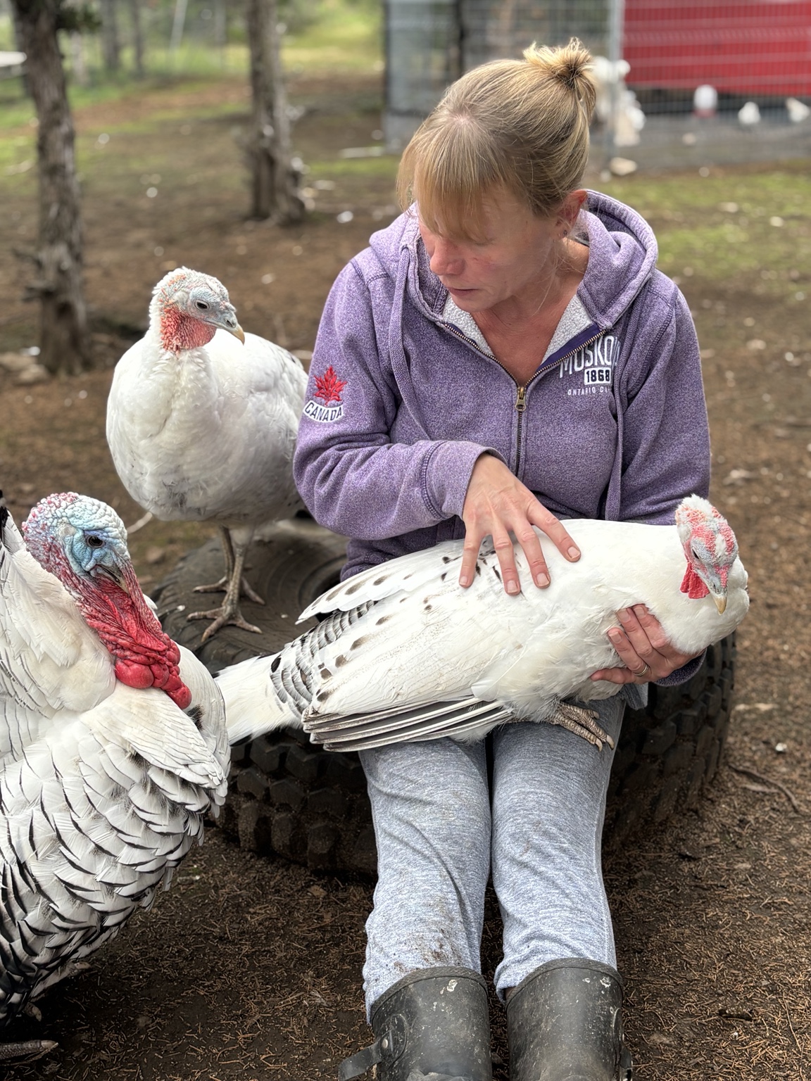 Alicia with Reginald, Cass and Jane, Royal Palm turkeys