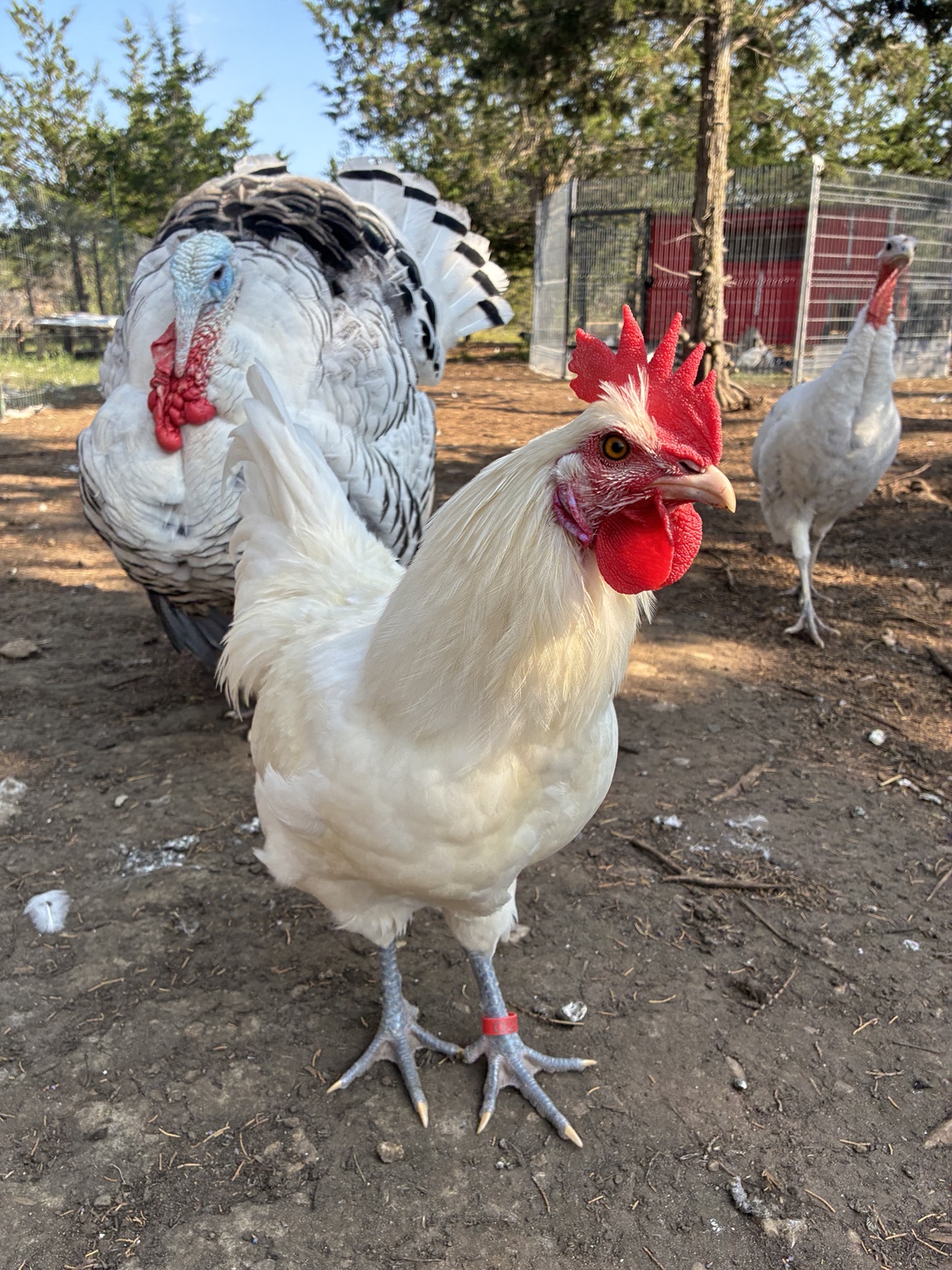 White French Bresse chicken raised at Honeycomb Poultry Patch in Carrying Place, Ontario
